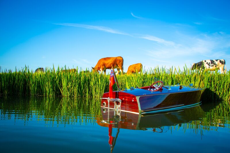 A wooden boat in a canal next to some cows